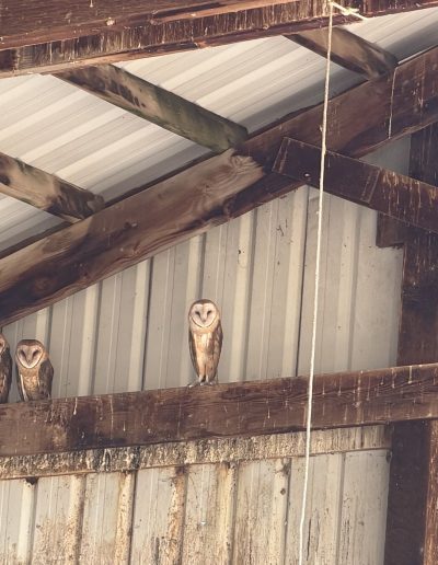 Farm owls