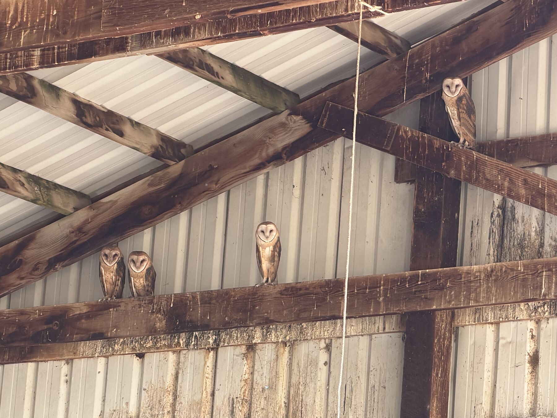 Barn owls in the rafters