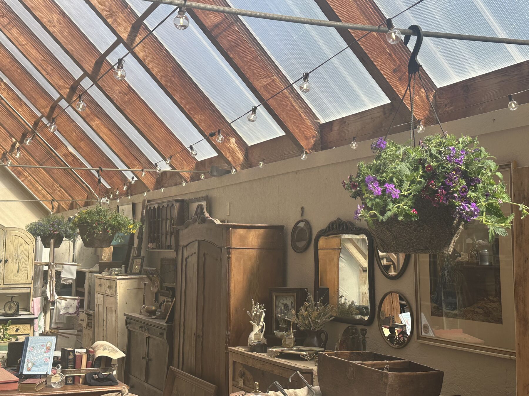 Flowers hanging beneath the greenhouse glass